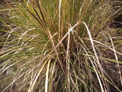 Muhlenbergia macroura