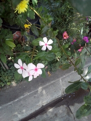 Catharanthus roseus