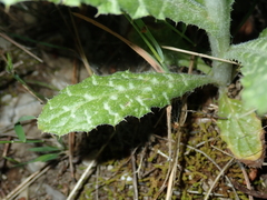 Tyrimnus leucographus