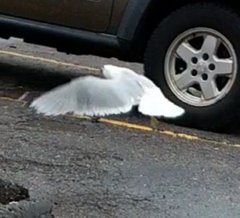 Larus delawarensis