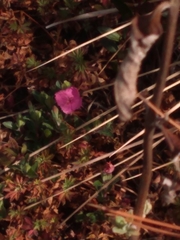 Oenothera deserticola