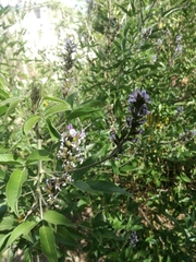 Otholobium pubescens