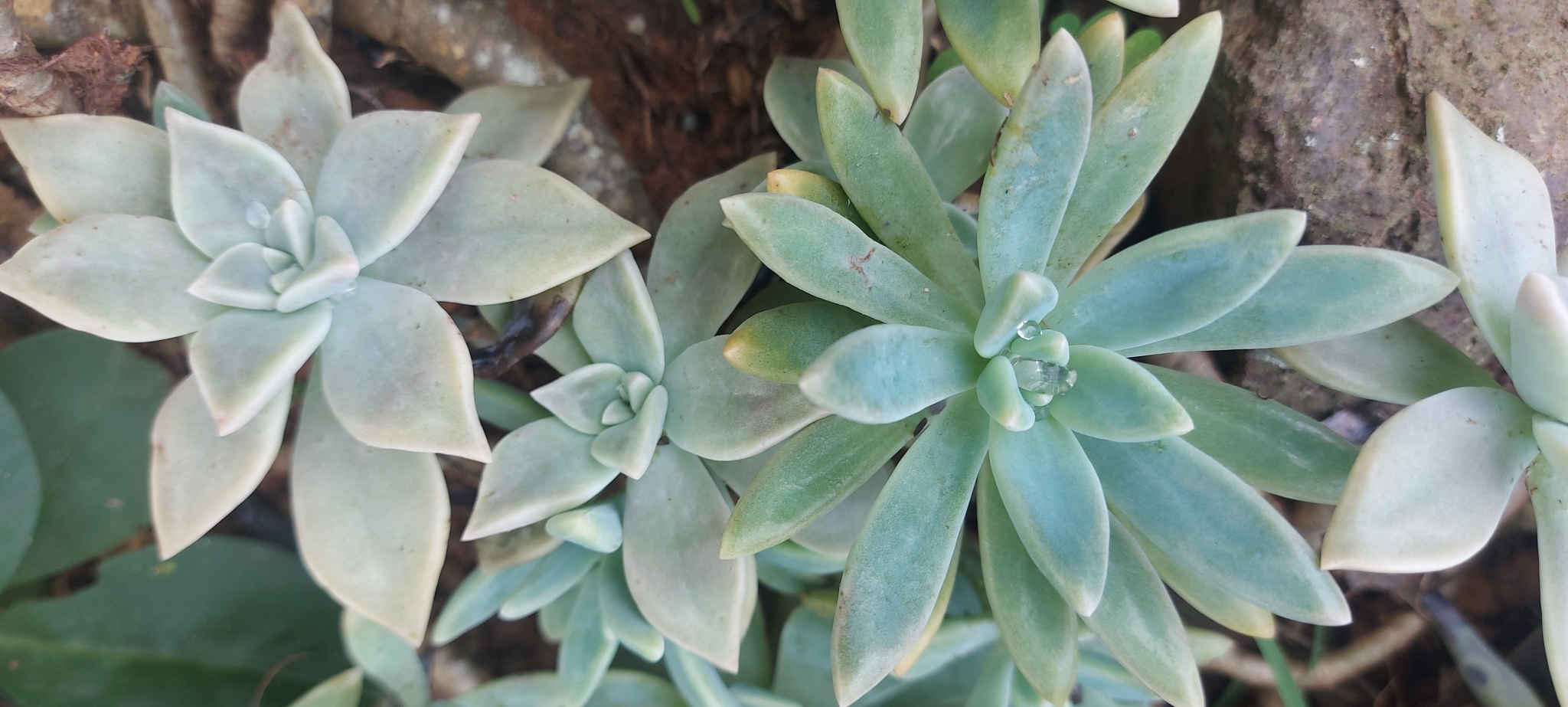Imagem de Planta fantasma