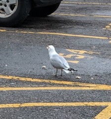 Larus delawarensis