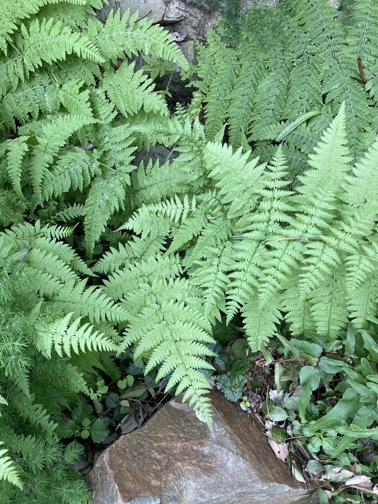 Mariana Maiden Fern in April 2024 by payingattention · iNaturalist