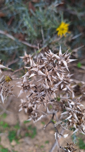Image of Berkheya rigida by (c) Karen Eichholz, some rights reserved (CC BY)