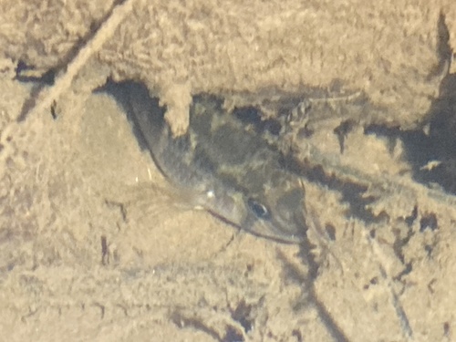 Guianan krobia (Krobia guianensis) — Cichlidae
