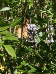 Otholobium pubescens