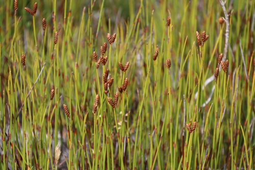 Image of Nevillea obtusissima by (c) Tony Rebelo, some rights reserved (CC BY-SA)