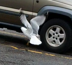 Larus delawarensis