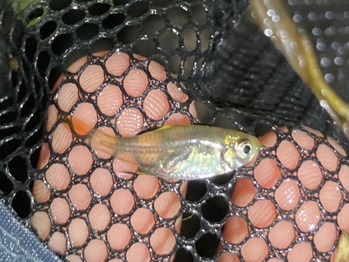 Featherfin tetra (Hemigrammus unilineatus) — Characidae — 3