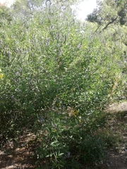 Otholobium pubescens