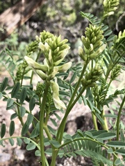 Astragalus praelongus