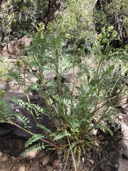 Astragalus praelongus