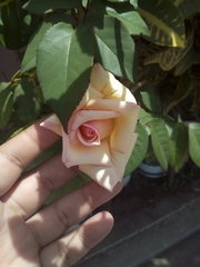 Rosa