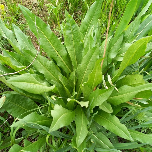 Dipsacus dipsacoides (Dipsacus dipsacoides)
