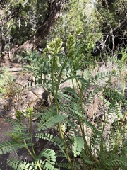 Astragalus praelongus