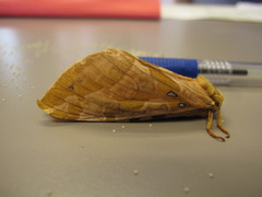 Sthenopis purpurascens