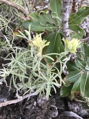 Castilleja grisea