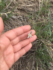 Androstephium breviflorum