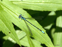 Chromagrion conditum