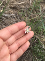 Androstephium breviflorum