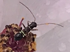 Closterocoris amoenus