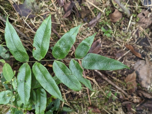 Serpocaulon fraxinifolium, 2024-04-26