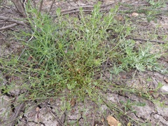 Convolvulus simulans