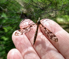 Tipula trivittata