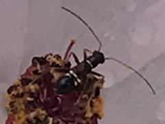 Closterocoris amoenus