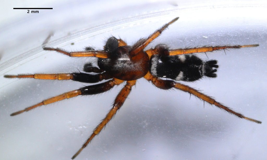 Sergiolus columbianus