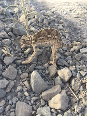 Chamaeleo chamaeleon