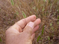 Deschampsia danthonioides