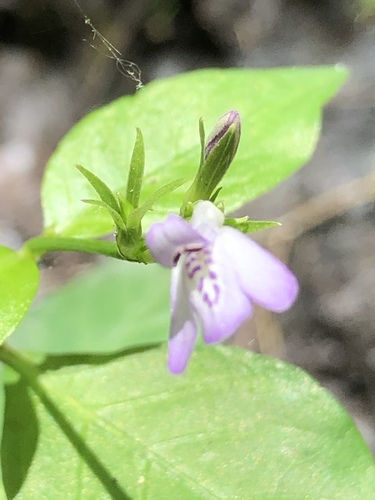 Justicia ovata image