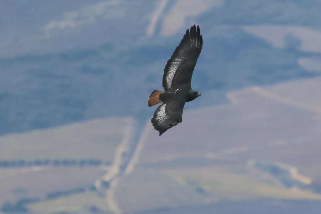 Jackal Buzzard from Tygerberg Nature Reserve, 27 Totius St, Welgemoed ...