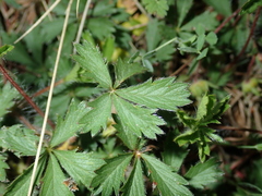 Potentilla verna