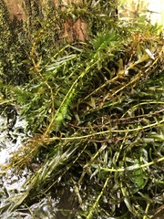 Hydrocharitaceae