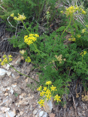 Lomatium grayi
