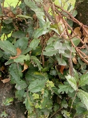 Xylosma spiculifera