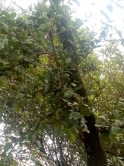 Xylosma spiculifera