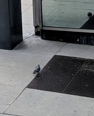 Columba livia