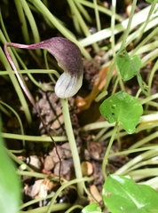 Arisarum proboscideum