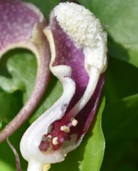 Arisarum proboscideum