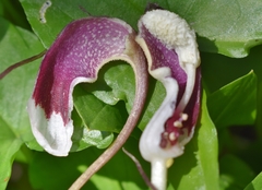 Arisarum proboscideum
