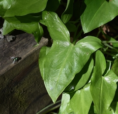 Arisarum proboscideum