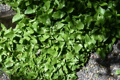 Arisarum proboscideum