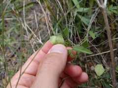 Hebecarpa ovatifolia