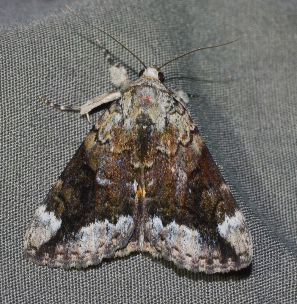 Little Nymph Underwing
