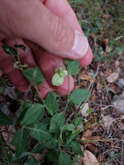 Hebecarpa ovatifolia